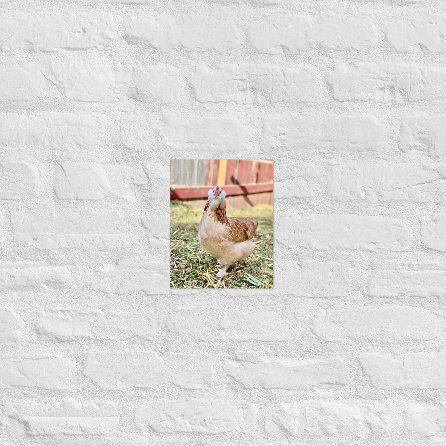 Salmon Faverolles Poster